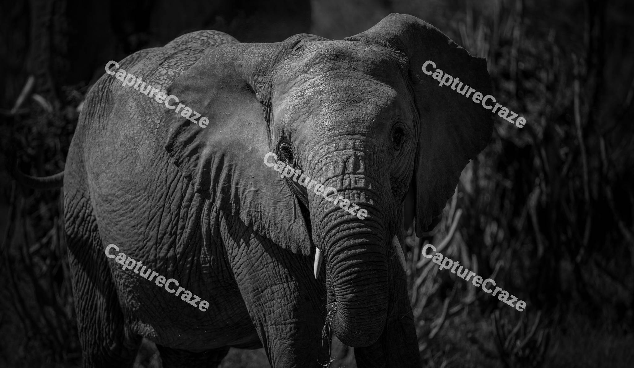 Close up of a Elephant